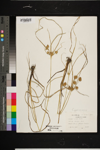 Cyperus virens image