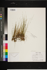 Eleocharis baldwinii image