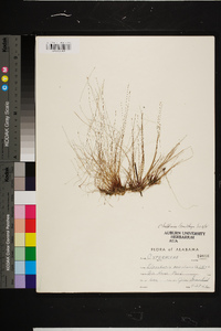 Eleocharis baldwinii image