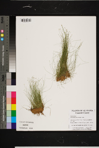 Eleocharis microcarpa image