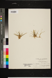 Eleocharis parvula image