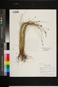 Eleocharis tuberculosa image