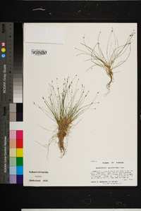 Eleocharis microcarpa image