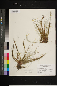 Eleocharis microcarpa image