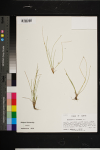 Eleocharis olivacea image