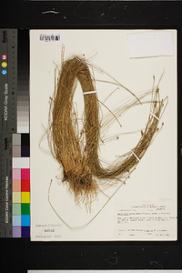 Eleocharis tuberculosa image