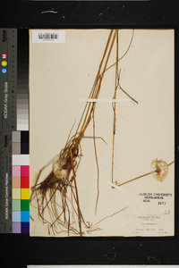 Eriophorum virginicum image