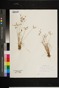 Fimbristylis annua image