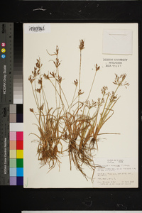 Fimbristylis dichotoma image