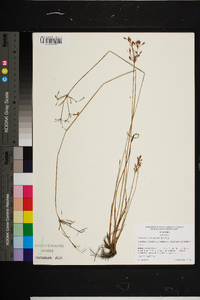 Fimbristylis dichotoma image