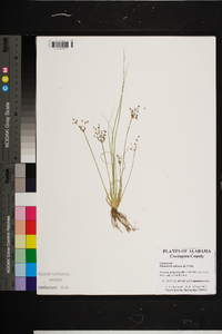 Fimbristylis miliacea image