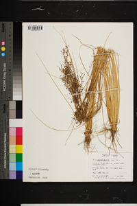 Fimbristylis miliacea image