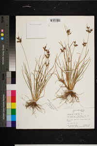 Fimbristylis tomentosa image