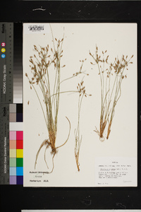 Fimbristylis annua image