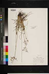 Fimbristylis dichotoma image