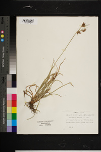 Fimbristylis dichotoma image