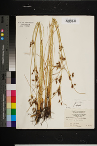 Fimbristylis castanea image