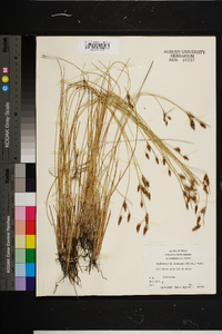 Fimbristylis castanea image