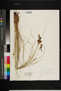 Fimbristylis castanea image