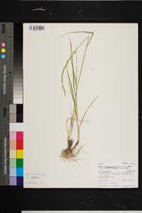Elymus lanceolatus subsp. riparius image