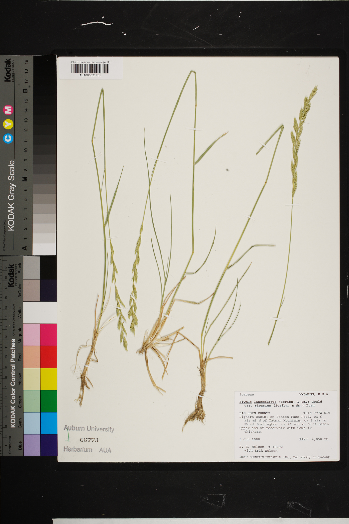 Elymus lanceolatus subsp. riparius image