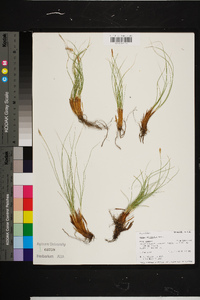 Carex filifolia image