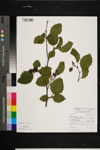 Alnus incana subsp. tenuifolia image