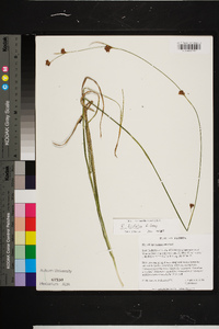 Rhynchospora filifolia image