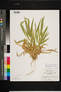 Dichanthelium laxiflorum image