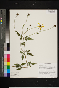 Bidens mitis image