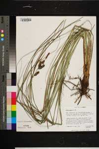 Carex glaucescens image