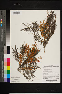 Image of Acacia chrysotricha