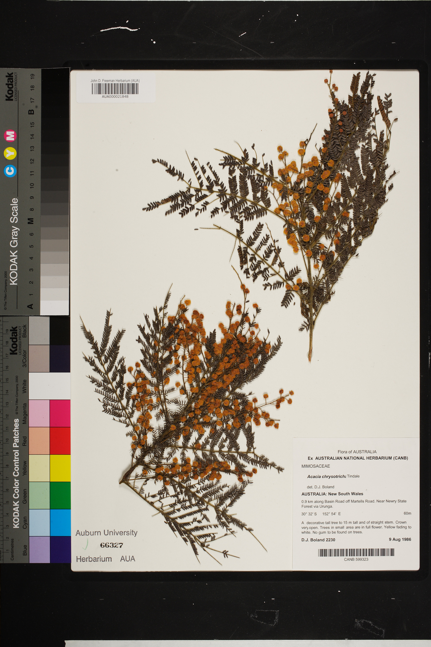 Acacia chrysotricha image