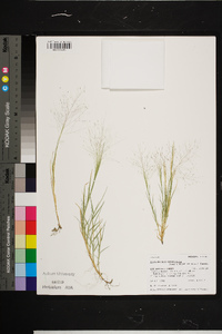 Muhlenbergia asperifolia image