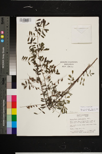 Indigofera caroliniana image