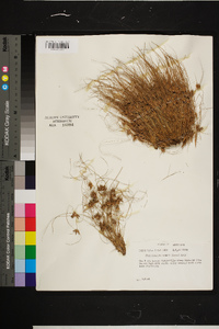 Fimbristylis vahlii image