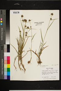 Fuirena squarrosa image