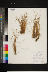 Isolepis carinata image