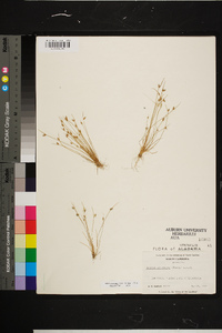 Isolepis carinata image