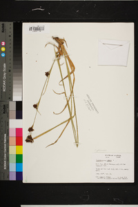 Rhynchospora caduca image