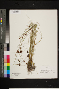 Rhynchospora chalarocephala image