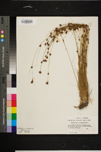 Rhynchospora curtissii image