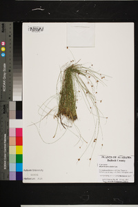 Rhynchospora debilis image