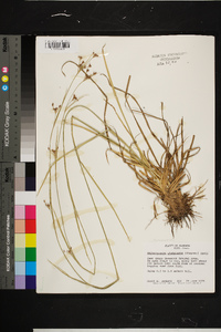 Rhynchospora globularis image