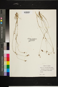 Rhynchospora globularis image