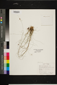 Rhynchospora gracilenta image