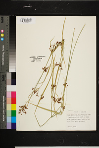 Rhynchospora mixta image