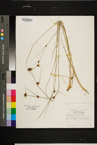 Rhynchospora cephalantha var. microcephala image