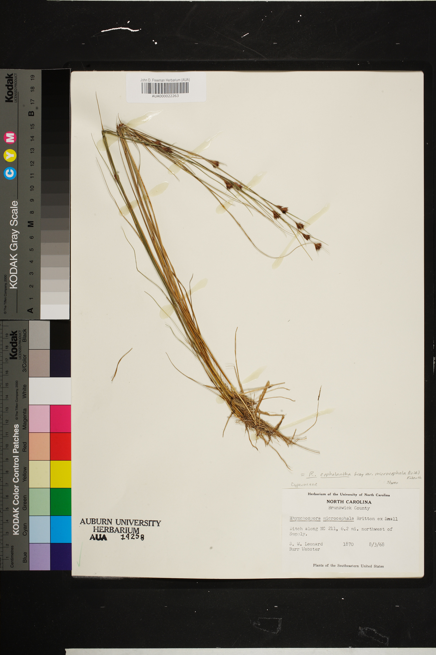 Rhynchospora cephalantha var. microcephala image