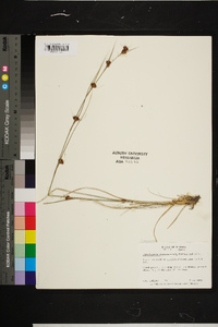 Rhynchospora chalarocephala image